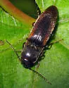 Dalopius cognatus-group - photo 5