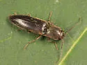 Dalopius cognatus