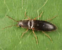 Dalopius cognatus - photo 2