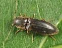 Dalopius cognatus - photo 3