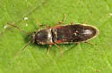 Dalopius cognatus - photo 4
