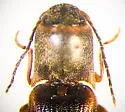 Dalopius cognatus - photo 5