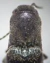 Dalopius corvinus - photo 2