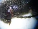 Dalopius corvinus - photo 3