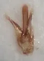 Dalopius corvinus - photo 4