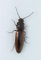 Dalopius fuscatus