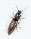 Dalopius fuscatus - photo 2
