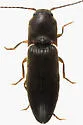 Dalopius fuscipes - photo 2