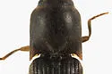 Dalopius fuscipes - photo 3