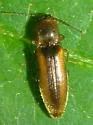 Dalopius gentilis