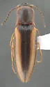 Dalopius gentilis - photo 2