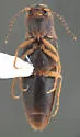 Dalopius gentilis - photo 3