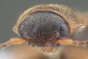 Dalopius gentilis - photo 4