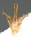 Dalopius gentilis - photo 5