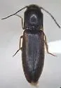 Dalopius insolens