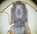 Dalopius insolens - photo 2