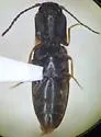 Dalopius insolens - photo 3