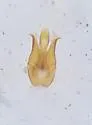 Dalopius insolens - photo 4