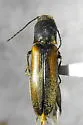 Dalopius insulanus