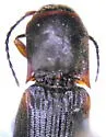 Dalopius insulanus - photo 3
