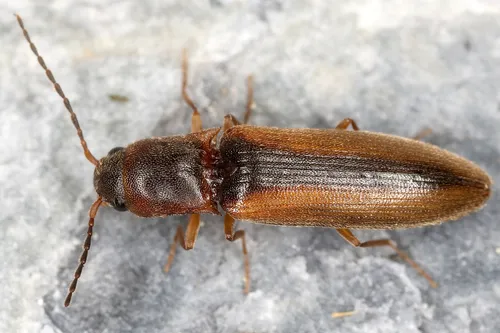 Dalopius marginatus - Dalopius marginatus