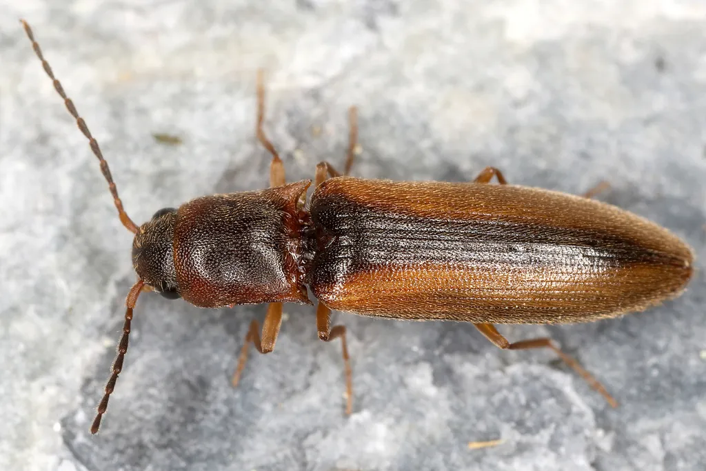 Dalopius marginatus - photo 2