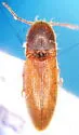 Dalopius mirabilis