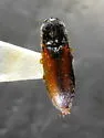 Dalopius mirabilis - photo 2