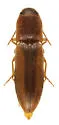 Dalopius pallidus - Dalopius pallidus