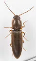 Dalopius pennsylvanicus