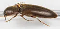Dalopius pennsylvanicus - photo 2