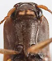 Dalopius pennsylvanicus - photo 4