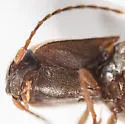 Dalopius pennsylvanicus - photo 5