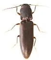Dalopius spretus - photo 2