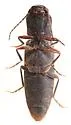Dalopius spretus - photo 3
