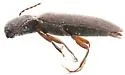 Dalopius spretus - photo 4
