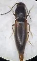 Dalopius suspectus - photo 3