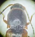 Dalopius suspectus - photo 4