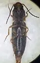 Dalopius suspectus - photo 5