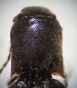 Dalopius tristis - photo 2
