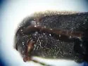 Dalopius tristis - photo 4