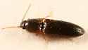 Dalopius vagus - photo 2