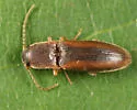 Dalopius vagus - photo 3
