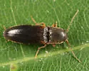 Dalopius vagus - photo 4