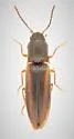 Dalopius vernus
