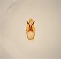 Dalopius vernus - photo 2