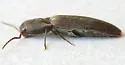 Dalopius vetulus