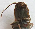 Dalopius vetulus - photo 2