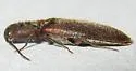 Dalopius vetulus - photo 3
