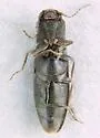 Dalopius vetulus - photo 4